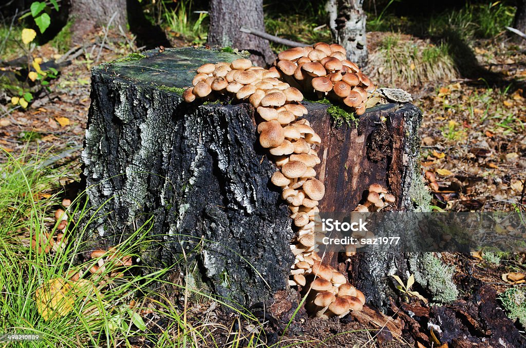 armillaria mellea in forest, Many armillaria mellea on the old stump  in wood Autumn Stock Photo