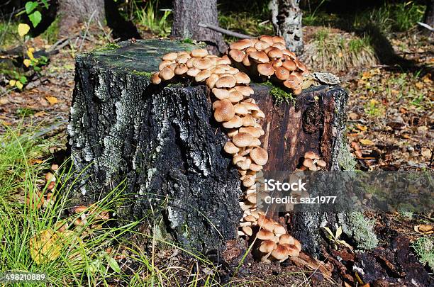 Armillaria Mellea In Forest Stock Photo - Download Image Now - Autumn, Backgrounds, Boletus