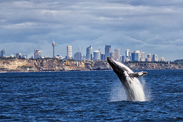 Breaching Humpback Whale and Sydney skyline