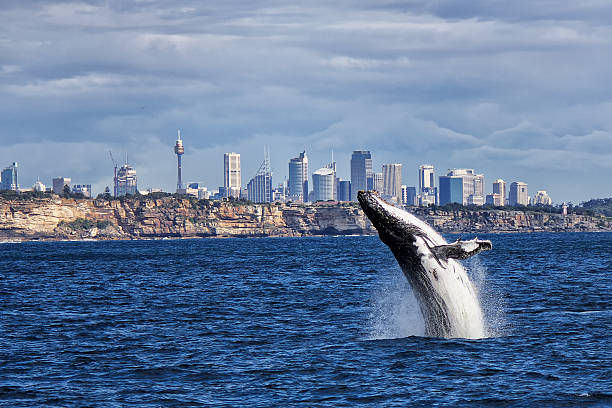 Breaching Humpback Whale and Sydney skyline A Humpback whale breaches in the ocean off Sydney. The Sydney skyline (downtown buildings) are in the background. whale watching stock pictures, royalty-free photos & images