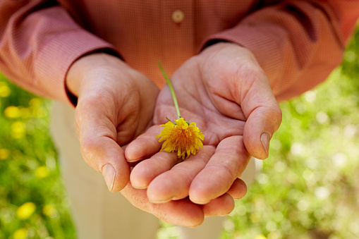 Palms of senior man with a yellow dandelion