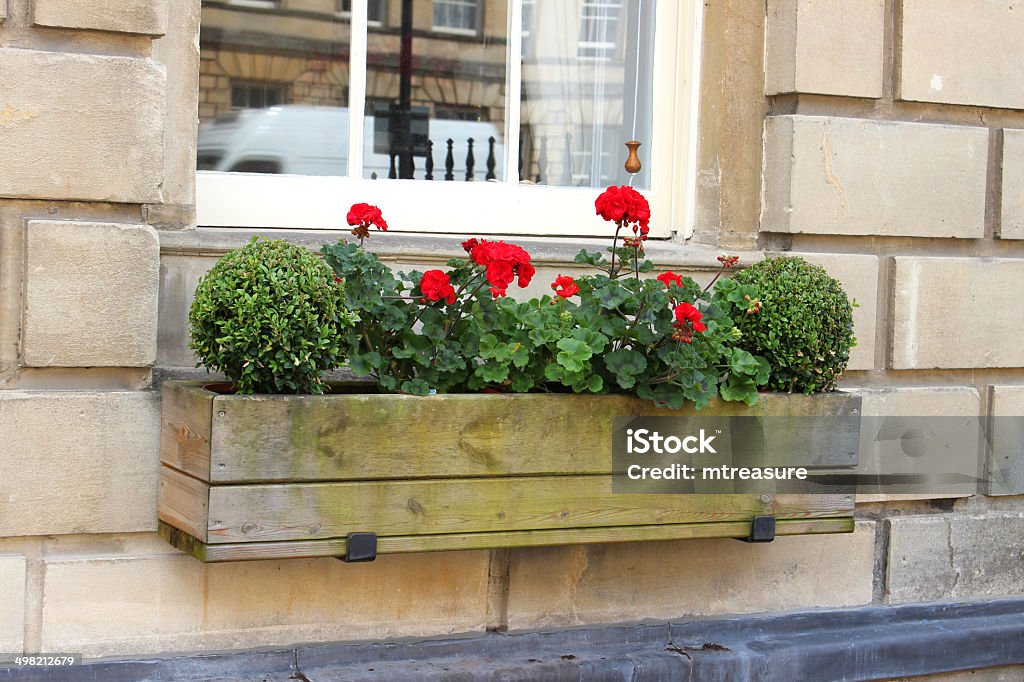 Wooden window box with red geranium flowers and buxus balls Photo showing a stylish wooden window box planted with red geranium flowers (pelargoniums) and buxus balls / boxwood / box / buxus sempervirens (either side of the planter).  The box is pictured sitting on the the windowsill of a grand Georgian-style house with large Bath stone bricks surrounding the white window frame. House Stock Photo