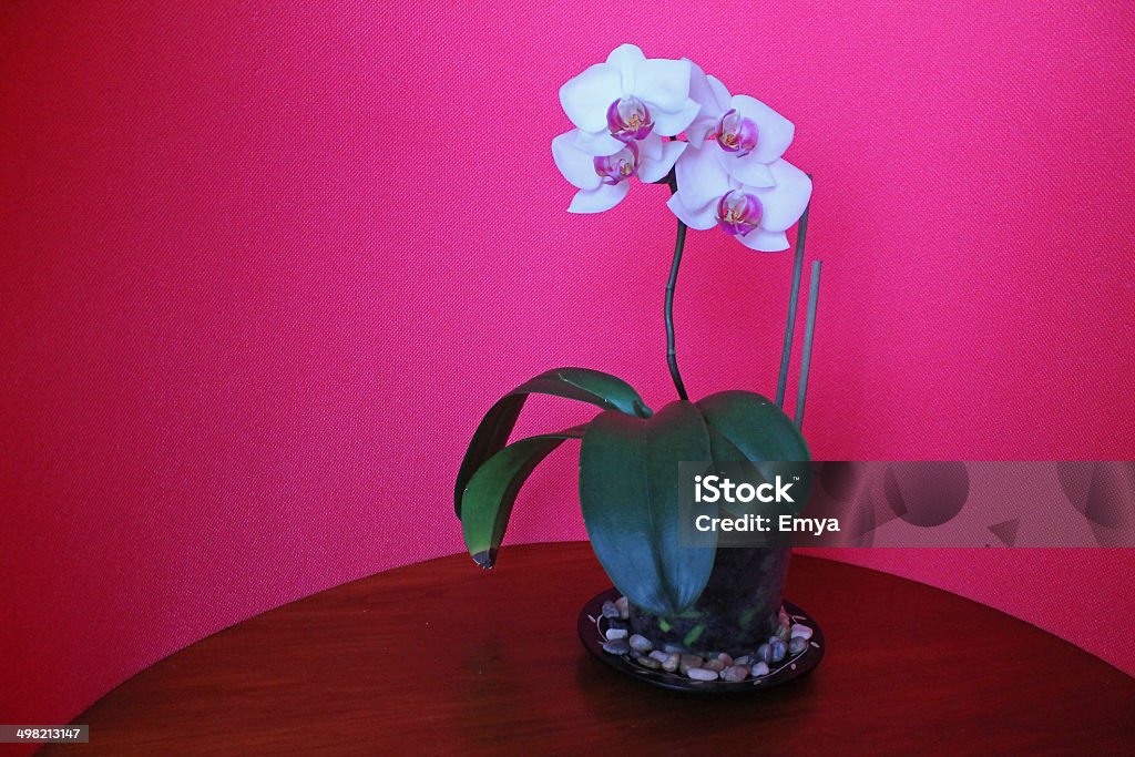 Orchid - Zbiór zdjęć royalty-free (Barwne tło)