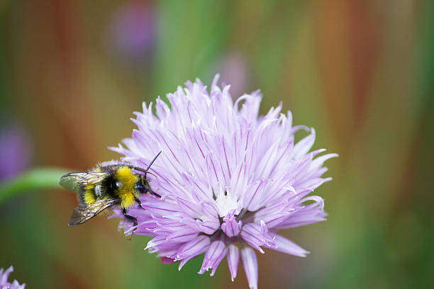 Bee on Chives Bumblebee on Onion Chive. Taken in Hertfordshire. chives allium schoenoprasum purple flowers and leaves stock pictures, royalty-free photos & images