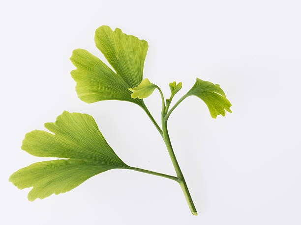 The sprouting of the maidenhair tree stock photo