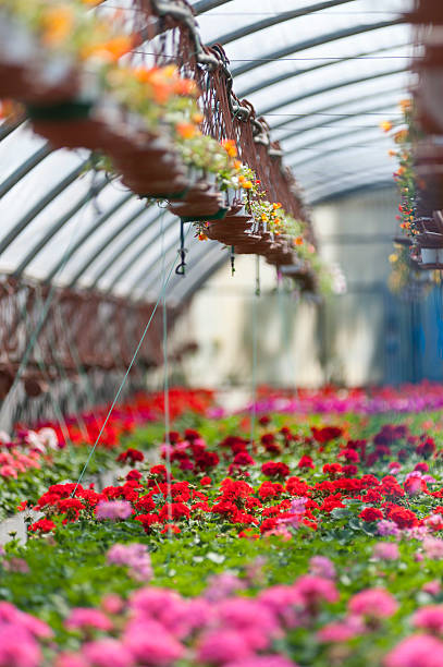 istock Greenhouse flowers 498213835