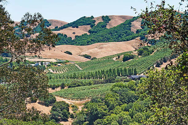 Petaluma Valley Views This picture perfect view of the Sonoma Valley includes many colorful looks. petaluma stock pictures, royalty-free photos & images