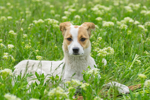Portrait of adorable stray dog lying in spring grass