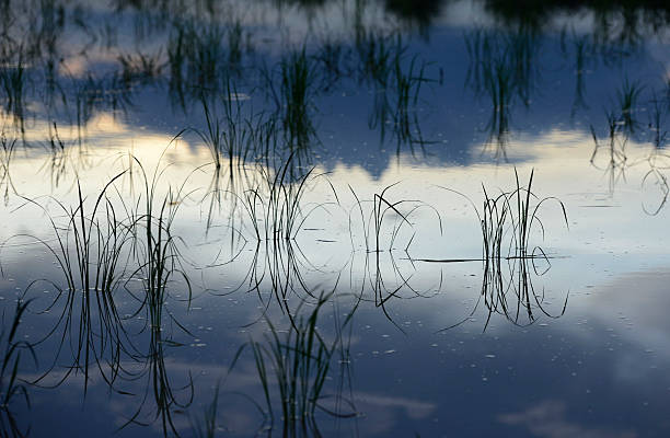 istock THAILAND ISAN AMNAT CHAROEN RICEFIELD 498215349