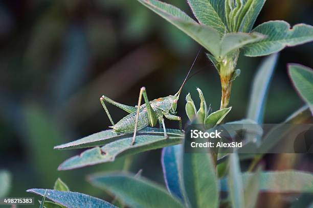 Saltamontes Verde Pequeñas Foto de stock y más banco de imágenes de Aire libre - Aire libre, Animal, Día