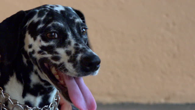 Close up pure breed Dalmatian female dog pet in a porch