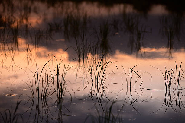 istock THAILAND AMNAT CHAROEN RICE FIELD 498236443