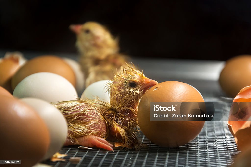 Just hatched chick (shallow DOF) Few minutes old chicken in incubator among eggs. Find more in  Baby Chicken Stock Photo