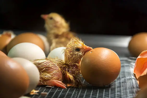 Few minutes old chicken in incubator among eggs. Find more in 