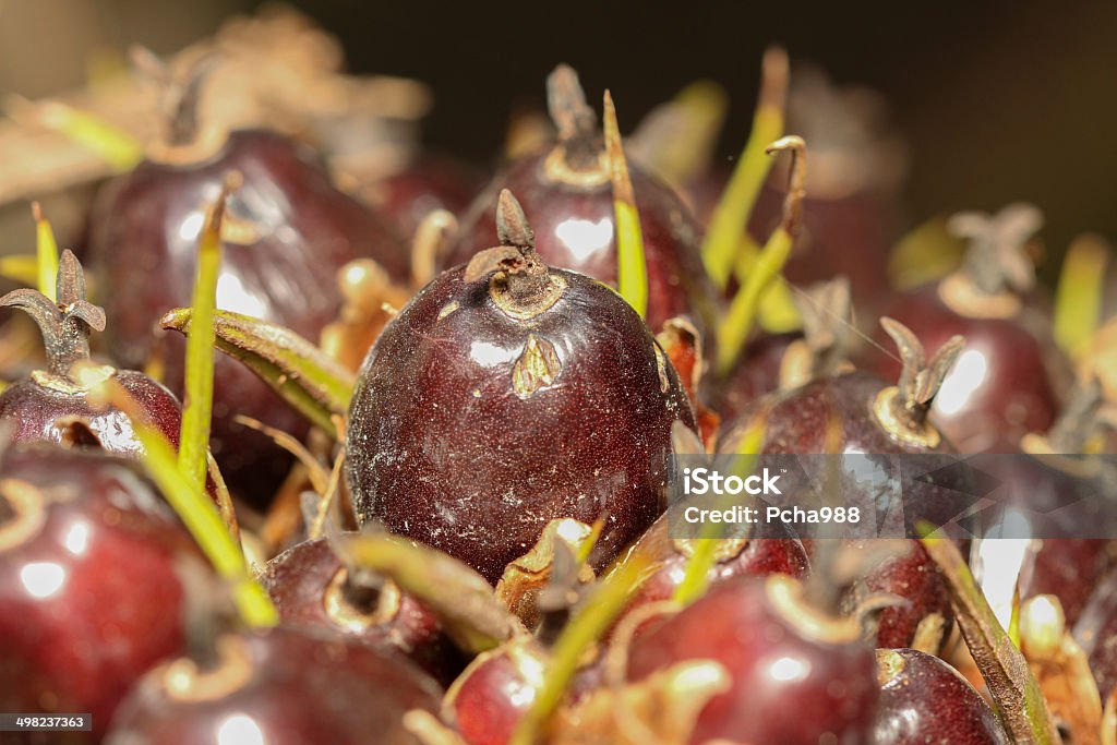 Palm oil fruit Bangkok Stock Photo