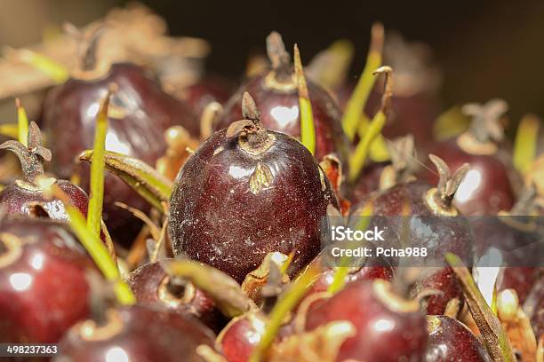 Palm Oil Fruit Stock Photo - Download Image Now - Bangkok, Farm, Horizontal