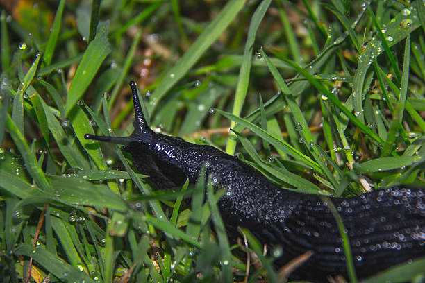 istock Exmoor National Park Slug 498237905