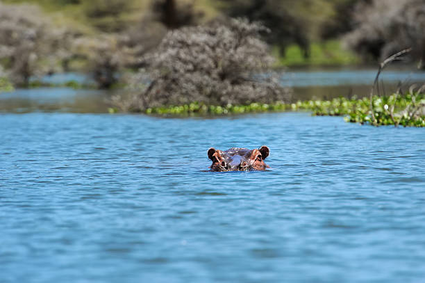 hipopotam - hippopotamus amphibian sleeping hippo sleeping zdjęcia i obrazy z banku zdjęć