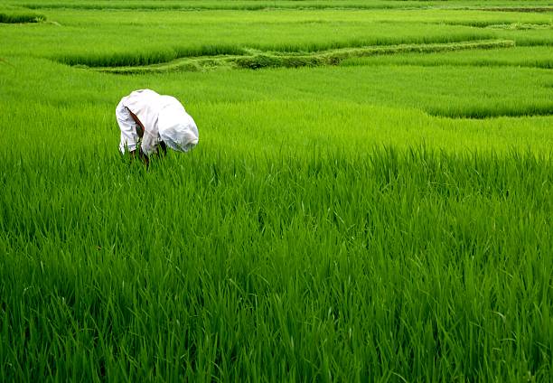 istock Rice fields and terrace, Bali, Indonesia 498238265