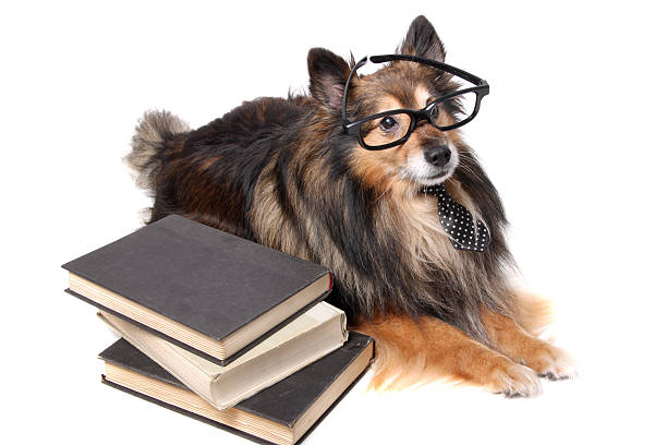 istock Dog wearing glasses and tie 498238751