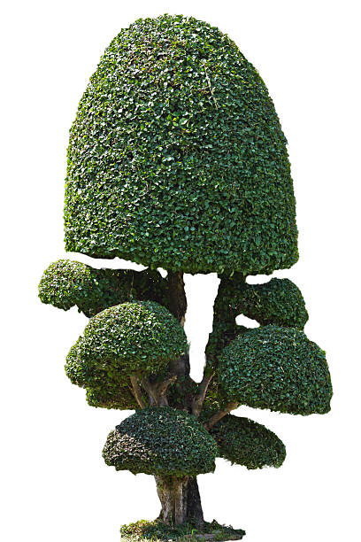 dwarf of garden decoration style in outdoor park dwarf of garden decoration style in outdoor park dwarf pine trees stock pictures, royalty-free photos & images