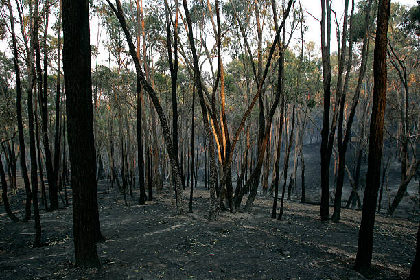 istock Bush Fires in Victoria, Australia 2009 498239139