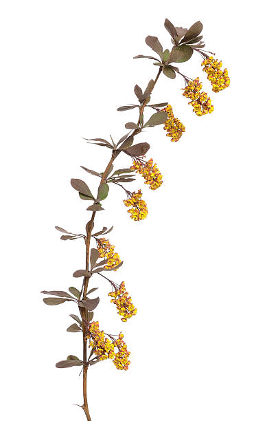 istock Berberis vulgaris branch 498239359