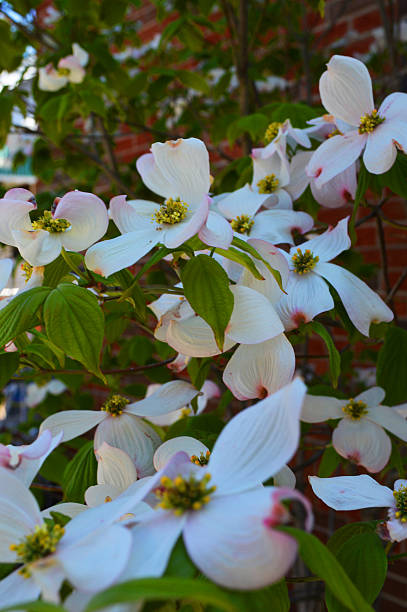 istock White Flower Garden Blossom 498239791