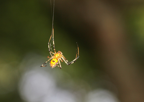 Herennia multipuncta Spider