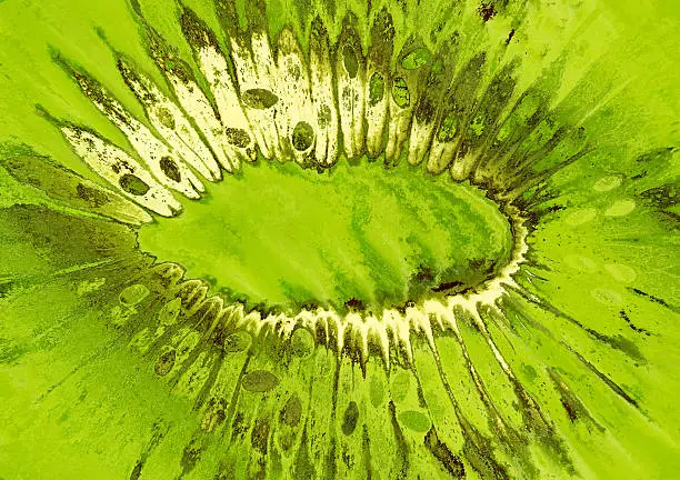 Green kiwi slice taken closeup as food background.Digitally generated image.