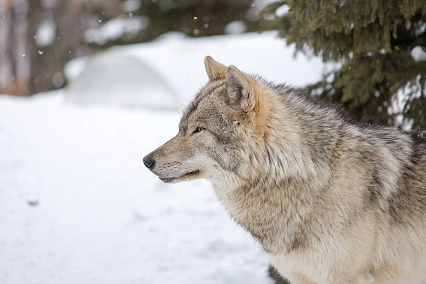 Grau Wolf-Canis lupus () befindet sich auf der linken Seite – Foto