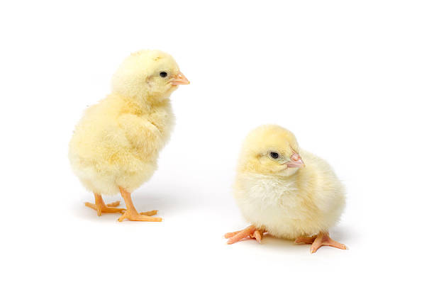 istock Two Little chicken isolated on white background 498241947