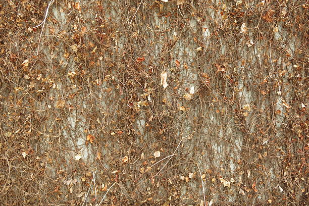 cement wall background with dry leaves stock photo