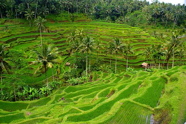 istock Rice fields and terrace, Bali, Indonesia 498242295