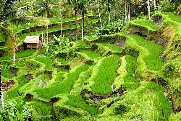 Rice fields and terrace, Bali, Indonesia stock photo