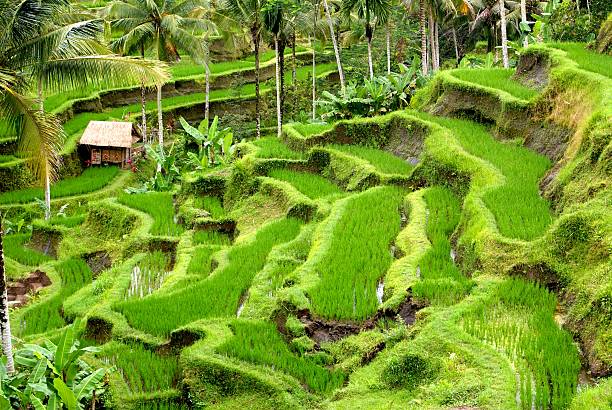 campos de arroz e terrace, bali, indonésia - reisanbau imagens e fotografias de stock