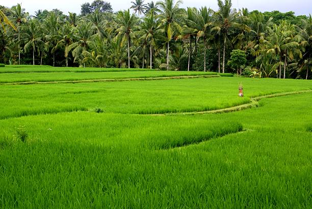 campos de arroz e terrace, bali, indonésia - reisanbau imagens e fotografias de stock