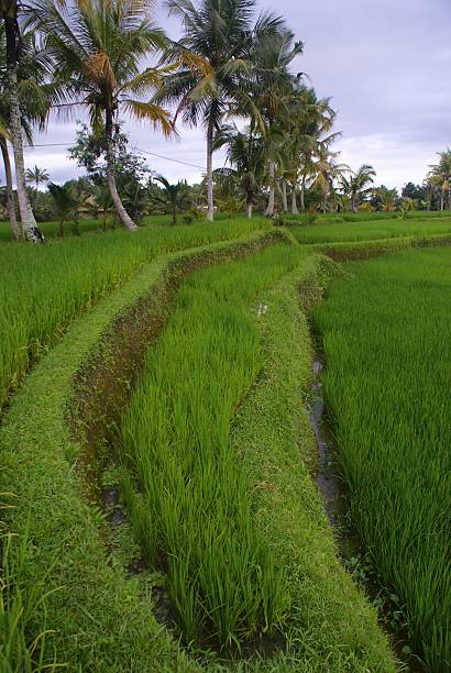 campos de arroz e terrace, bali, indonésia - reisanbau imagens e fotografias de stock