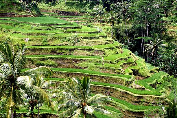 istock Rice fields and terrace, Bali, Indonesia 498242327