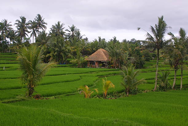 campos de arroz e terrace, bali, indonésia - reisanbau imagens e fotografias de stock