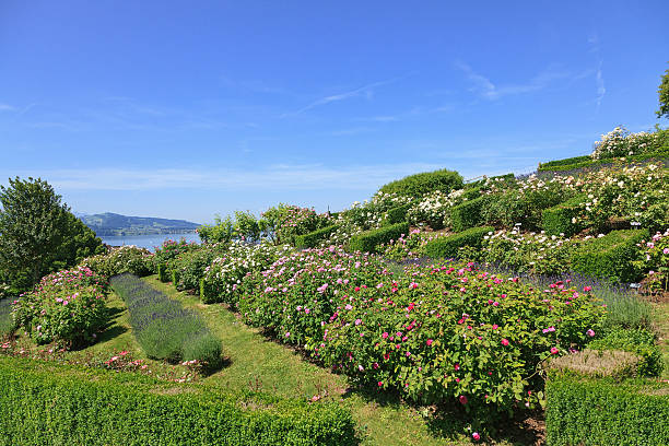 istock View in city of Zug 498242825