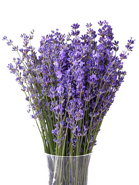 istock Bouquet of lavender 498243097
