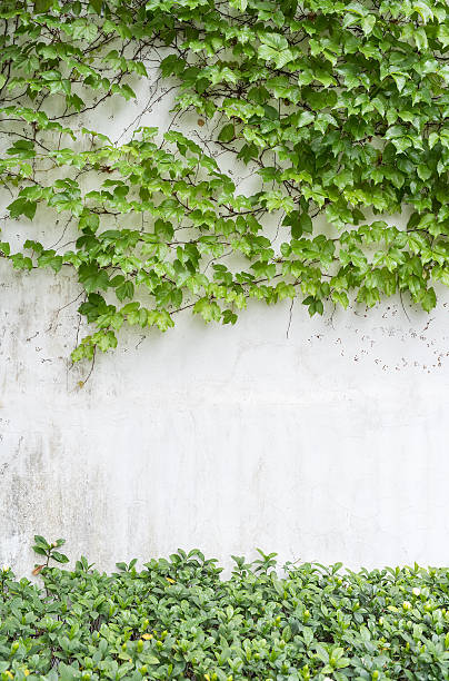 istock ivy leaves isolated on a white background 498245862