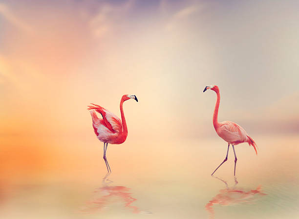 istock Two Flamingoes at Sunset 498245978