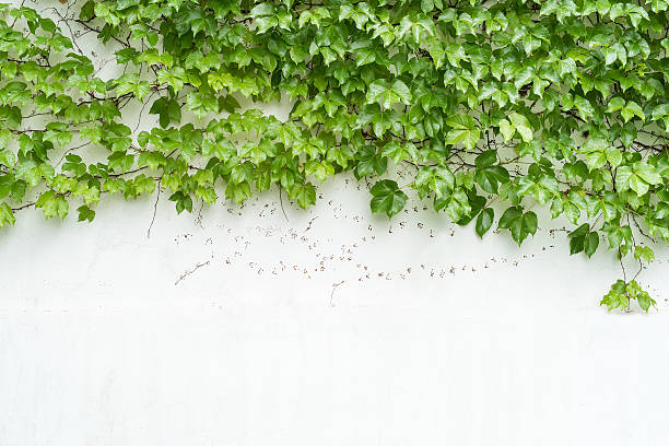 istock ivy leaves isolated on a white background 498245984
