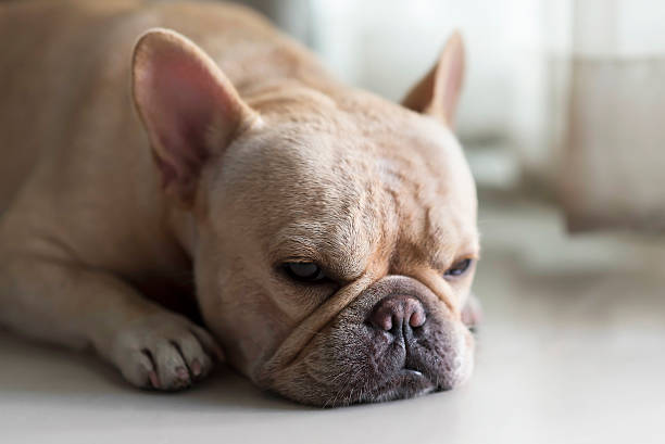 istock French bulldog laying on floor and looking 498247394