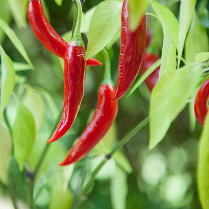 Daylight photo of organic cayenne peppers growing in outdoor garden