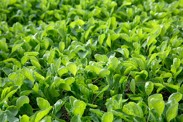 istock Garland Chrysanthemum glow in hydroponics system 498248378