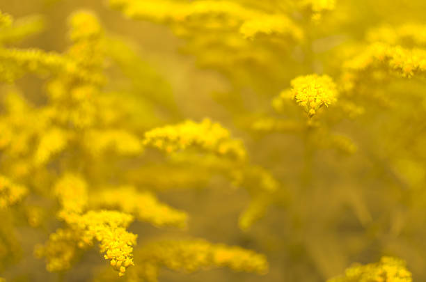 yellow paniculate inflorescences bush