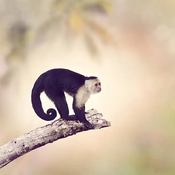 White Throated Capuchin Monkey on a Branch